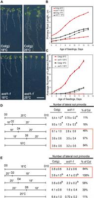 A Conditional Mutation in SCD1 Reveals Linkage Between PIN Protein Trafficking, Auxin Transport, Gravitropism, and Lateral Root Initiation